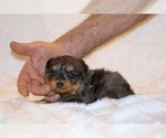 Small #5 Poodle (Toy)-YorkiePoo Mix
