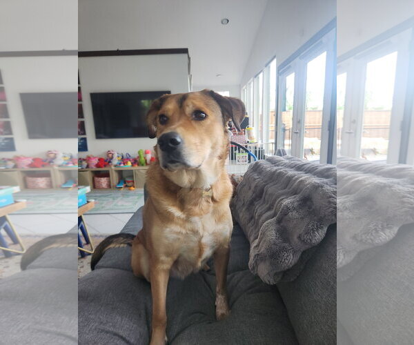 Medium Photo #1 Aussiedor Puppy For Sale in McKinney, TX, USA