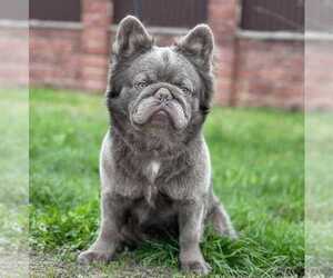 Father of the French Bulldog puppies born on 09/14/2023