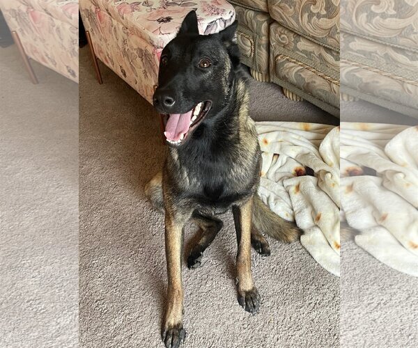 Medium Photo #1  Puppy For Sale in , 