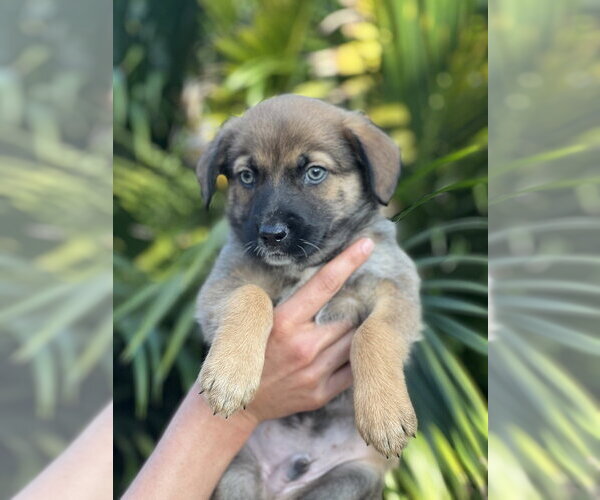 Medium Photo #3 Hava-Apso Puppy For Sale in Dana Point, CA, USA