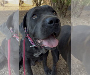 Mutt Dogs for adoption in Goodyear, AZ, USA