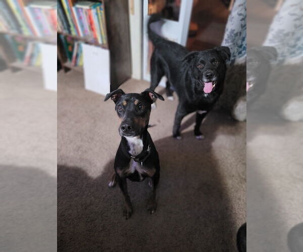 Medium Photo #4 German Pinscher-Unknown Mix Puppy For Sale in Vail, AZ, USA