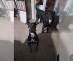 Small #3 German Pinscher Mix