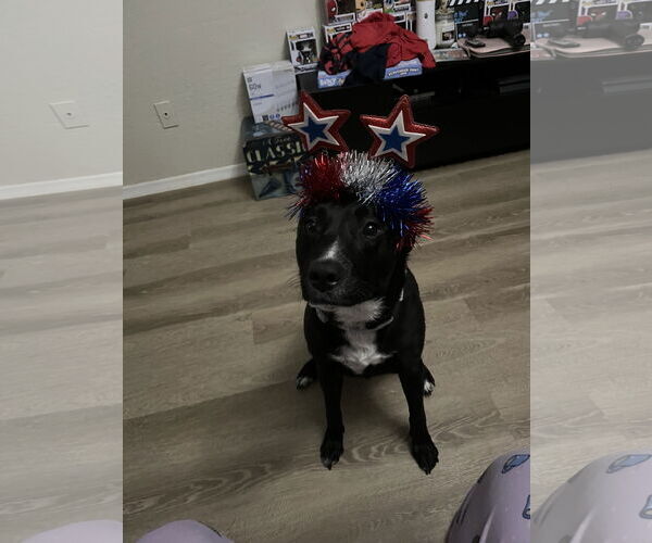 Medium Photo #2 Mutt Puppy For Sale in Chandler, AZ, USA