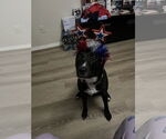 Small #1 Mutt