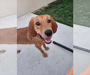 Mutt Dogs for adoption in MIDWAY, UT, USA
