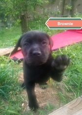 Cane Corso Puppy for sale in IMPERIAL, MO, USA