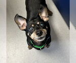 Small #3 Dachshund Mix