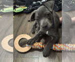 Small #2 Dachshund Mix