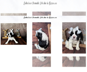 Cocker Spaniel Puppy for sale in HESPERIA, CA, USA