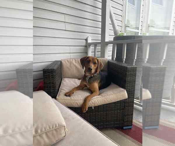 Medium Photo #3 Beagle-Unknown Mix Puppy For Sale in Springdale, PA, USA