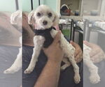 Small #4 Maltese