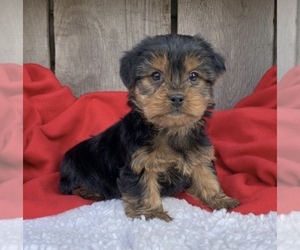 Yorkshire Terrier Puppy for sale in LOWELL, MA, USA