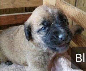 German Shepherd Dog-Saint Bernard Mix Puppy for sale in SAND LAKE, MI, USA