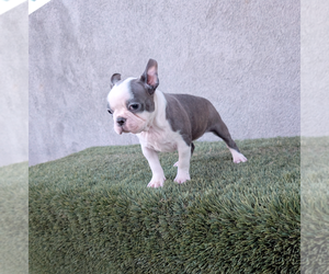 Boston Terrier Puppy for Sale in SAN FERNANDO, California USA