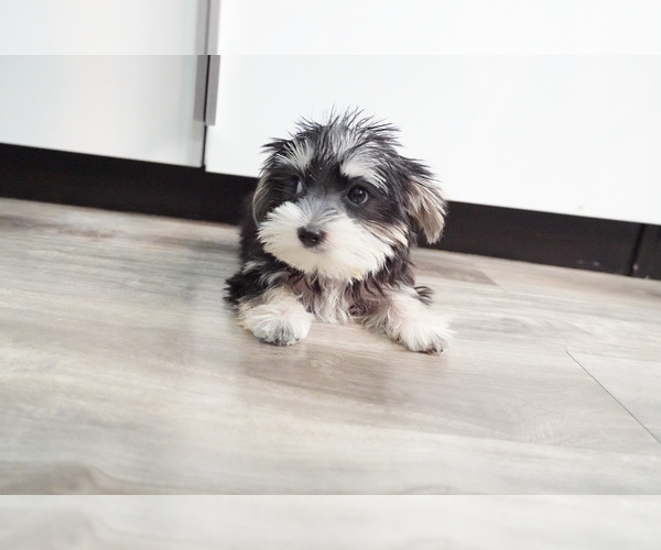 Medium Photo #7 Morkie Puppy For Sale in LOS ANGELES, CA, USA