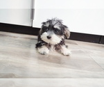 Small Photo #7 Morkie Puppy For Sale in LOS ANGELES, CA, USA