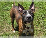 Small #1 American Pit Bull Terrier Mix