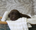 Small #1 Labrador Retriever
