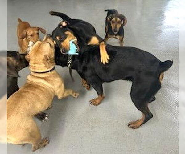 Medium Photo #3 Black and Tan Coonhound-Unknown Mix Puppy For Sale in Rockaway, NJ, USA