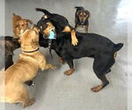 Small #2 Black and Tan Coonhound Mix
