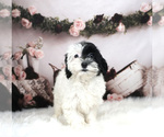Puppy 3 Poodle (Miniature)-Shorkie Tzu Mix