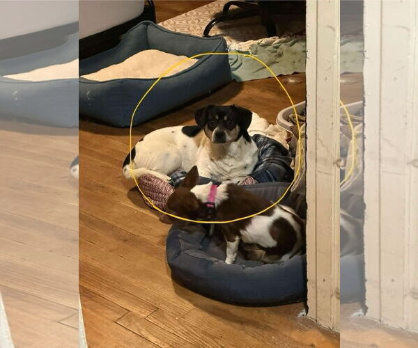 Medium Photo #3 Chihuahua-Unknown Mix Puppy For Sale in Holly Springs, NC, USA