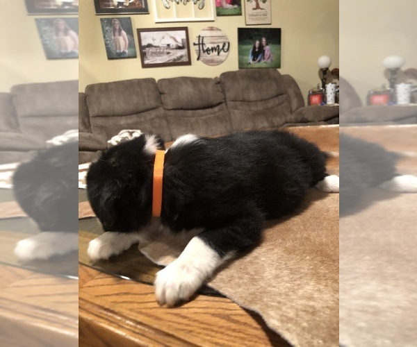 Medium Photo #6 Border Collie Puppy For Sale in BOWLING GREEN, KY, USA