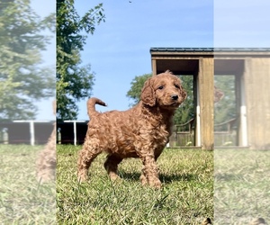 Goldendoodle Litter for sale in HUDSONVILLE, MI, USA