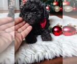 Small #2 YorkiePoo