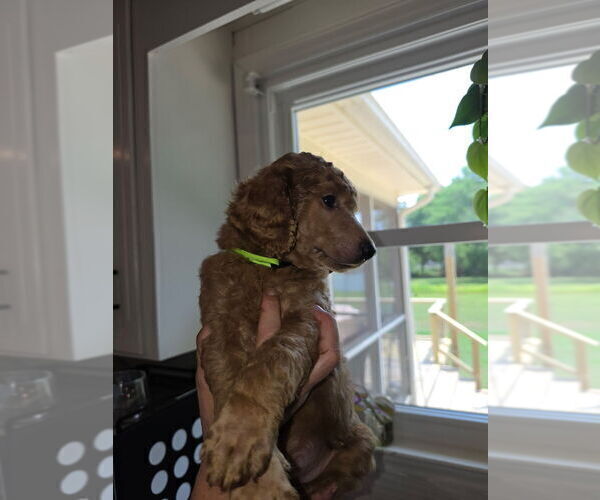 Medium Photo #4 Poodle (Standard) Puppy For Sale in ROCK HILL, SC, USA