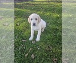 Small Photo #2 Labrador Retriever Puppy For Sale in WEST BROOKFIELD, MA, USA