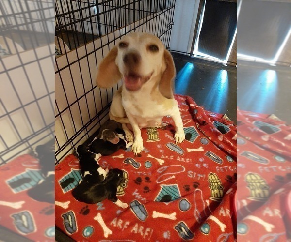 Medium Photo #2 Beagle Puppy For Sale in CARTHAGE, TX, USA