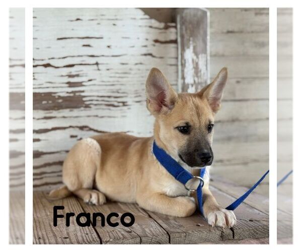 Medium Photo #1 Siberian Husky-Unknown Mix Puppy For Sale in Carrollton, TX, USA