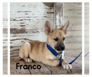 Siberian Husky-Unknown Mix Dogs for adoption in Carrollton, TX, USA