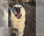 Small #6 Great Pyrenees