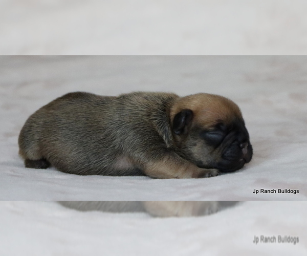 Medium Photo #16 French Bulldog Puppy For Sale in WINNSBORO, TX, USA