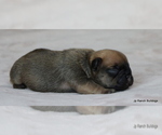Small Photo #16 French Bulldog Puppy For Sale in WINNSBORO, TX, USA