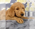 Small Photo #2 Labradoodle Puppy For Sale in NASHVILLE, NC, USA