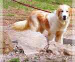 Small #6 Great Pyrenees Mix
