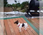 Small #3 Rat Terrier