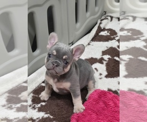 French Bulldog Puppy for sale in NORTH PORT, FL, USA
