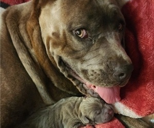 Mother of the Cane Corso puppies born on 02/07/2023