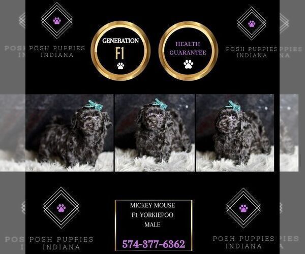 Medium Photo #81 YorkiePoo Puppy For Sale in WARSAW, IN, USA