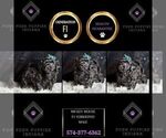 Small Photo #81 YorkiePoo Puppy For Sale in WARSAW, IN, USA