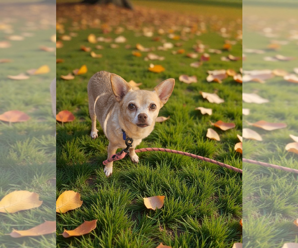 Medium Photo #2 Chihuahua-Unknown Mix Puppy For Sale in McKinney, TX, USA