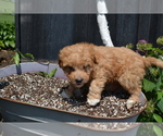 Small #5 Poodle (Toy)