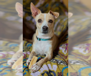 Chihuahua-Unknown Mix Dogs for adoption in Cranston, RI, USA