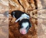 Small #7 Sheepadoodle